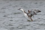 Plongeon catmarin / Red-throated Loon