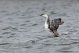 Plongeon catmarin / Red-throated Loon