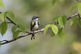 Paruline à croupion jaune / Yellow-rumped Warbler