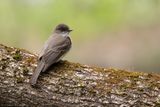 Moucherolle phébi / Eastern Phoebe