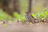 Grive solitaire / Hermit Thrush