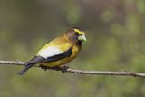 Gros-bec errant / Evening Grosbeak