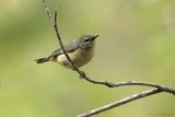 Paruline bleu /  Black-throated Bleu Warbler