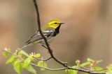 Paruline à gorge noire / Black-throated Green Warbler