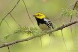 Paruline à gorge noire / Black-throated Green Warbler