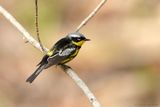 Paruline à tête cendrée /  Magnolia Warbler