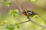 Paruline à gorge orangée / Blackburnian Warbler