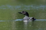 Plongeon huard / Common Loon