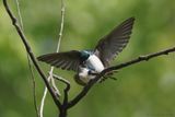 Hirondelle bicolore / Tree Swallow