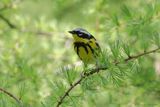 Paruline à tête cendrée /  Magnolia Warbler