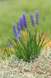 Muscari dArménie ( Jacinthe à souris ) / Muscari armeniacum