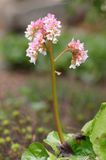 Bergénia à feuilles charnues / Bergenia crassifolia