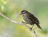 Carouge à épaulette / Red-winged Blackbird