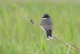 Tyran tritri / Northern Kingbird