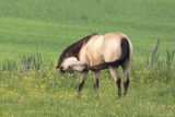 Cheval / Horse