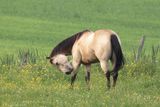 Cheval / Horse
