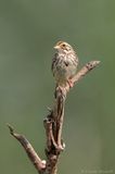 Bruant des prés / Savannah Sparrow