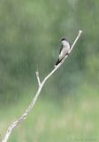 Tyran tritri / Eastern Kingbird