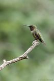 Colibri à gorge rubis / Ruby-throated Hummingbird