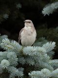 Moqueur polyglotte / Northern Mockingbird