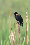 Carouge à épaulette / Red-winged Blackbird