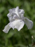 Iris germanica
