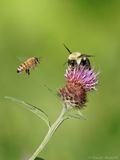 Bourdon & Abeille