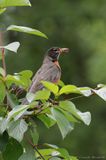 Merle dAmérique / American Robin