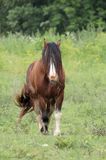 Cheval
