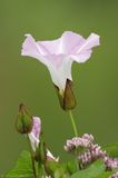 Liseron des haies / Morning Glory