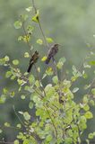 Carouge à épaulette / Red-winged Blackbird