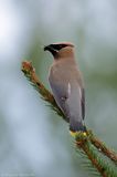 Jaseur dAmérique / Cedar Waxwing