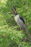 Bihoreau gris / Black-crowned Night-Heron