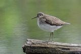 Chevalier solitaire / Solitary Sandpiper