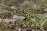 Grenouille léopard / Northern leopard frog