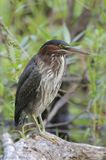 Héron vert / Green Heron