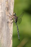Aeschne de Provancher / Canada Darner
