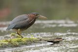 Héron vert / Green Heron