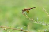 Sympetrum semi-ambré / Band-winged Meadowhawk
