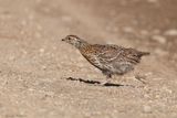 Tétras du Canada / Spruce Grouse