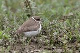 Pluvier semipalmé / Semipalmated Plover