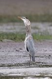 Grand héron / Great Blue Heron