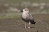 Goéland argenté / Herring Gull