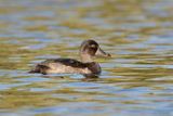 Fuligule à collier / Ring-necked Duck