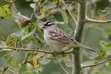 Bruant à couronne blanche / White-crowned Sparrow