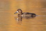 Petit fuligule / Lesser Scaup