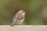 Bruant à couronne blanche / White-crowned Sparrow