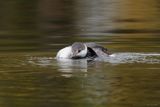 Grèbe esclavon / Horned Grebe