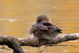 Harle couronné / Hooded Merganser