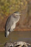 Grand héron / Great Blue Heron